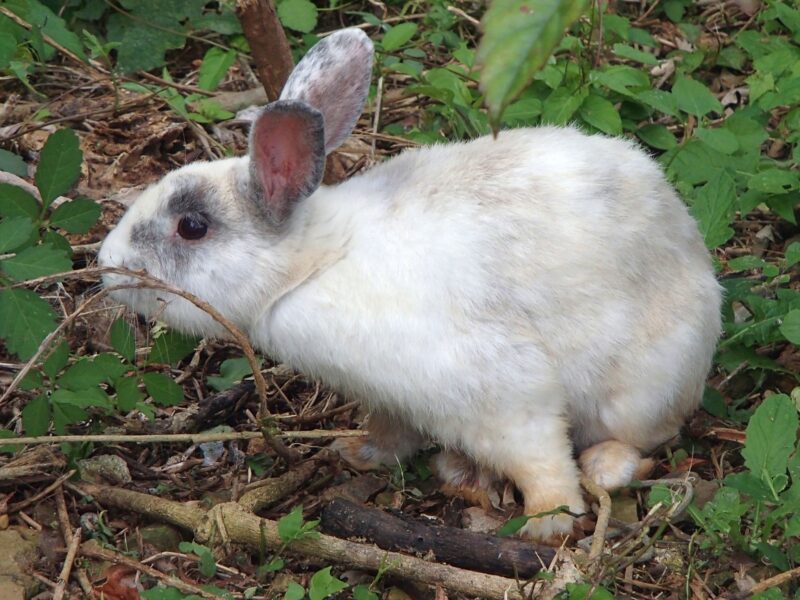 石垣島のウサギ