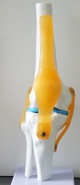 膝の人体模型
